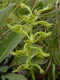 Image result for Habenaria disparilis