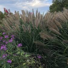 Mar 17, 2019 · the red fountain grass is an amazing plant that i love, out of all ornamental grasses this is my favorite. Pennisetum Red Head Buy Fountain Grass Perennials Online