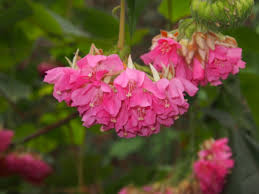 Image result for Dombeya acutangula