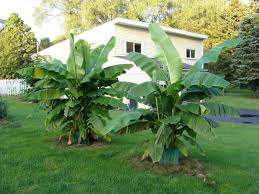 Plante Exotique A La Maison Tout Savoir Sur Les Bananiers Plante Exotique Bananier Terrarium Pour Plantes Grasses