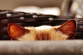 Ear mites are highly contagious and can be spread either through direct or indirect contact. A Guide To Cat And Kitten Hearing And Ear Care