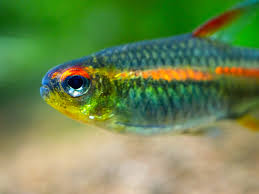 Each fish's lifespan was vetted against no less than 3 to 4 resources, some as many as 6+. How Long Do You Leave A Tropical Fish Tank Before Adding Fish Swell Uk