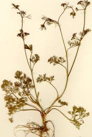 Image result for Apium leptophyllum