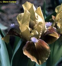 SdbJollyFellow < Sdb < Iris Wiki