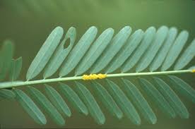 Image result for Sesbania macrantha