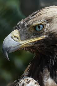 Mammals Exoticbirds Birds Wildlife Animals Wild Animals Photography Wildlife Animals Animal Photography