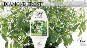 See more ideas about diamond frost, euphorbia, garden. Diamond Frost Euphorbia Hybrid Proven Winners