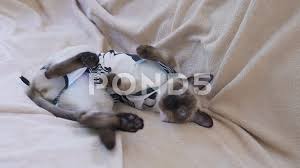 In addition, this cat recovery suit can also protect your cat's crotch from other pets during your cat's physiology. Neutered Stock Footage Royalty Free Stock Videos Pond5