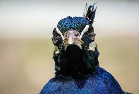 Photo Taken With Canon Powershot Sx60 Hs Osjecko Baranjska Zupanija Animal Youpic Animals Canon Powershot Stunning Photography