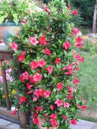 Mandevilla Vine In Connecticut Garden Mandevilla Vine Garden Vines Zinnia Garden