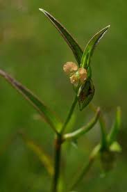 Image result for Commelina subulata