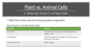 Centrioles help move chromosomes during cell division. Happy Wednesday Copy Down Your Table Of Contents Then Turn To Page Ppt Download