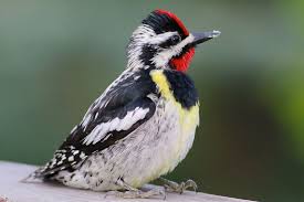 Birds Of Southeast Texas Pictures Of Common Woodpecker Species Woodpecker Black And White Birds Winter Bird