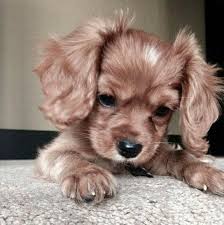 Hidden Kitten Jjk Fanfiction Cute Dogs Baby Animals Pictures Cute Puppies