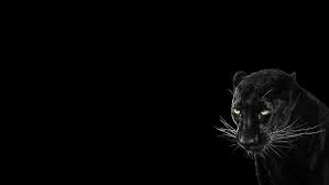 Your images will look luxe against a simple black plain background. Hd Wallpaper Panther Black Background Cool Animal 2560x1440 Wallpaper Flare