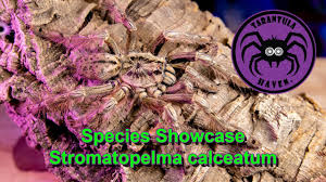 Image result for Stathmostelma spectabile