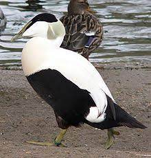 The eider is our largest diving duck. Eiderente Wikipedia
