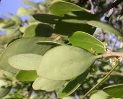 Image result for Pterocelastrus