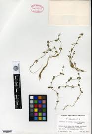 Image result for Crepidorhopalon parviflorus