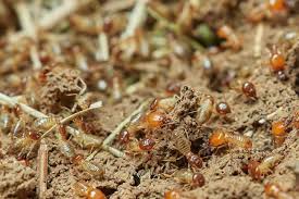 Home pest control and commercial pest control services. Affordable Pest Control Service In Lake Of The Woods Sigma Pest Control