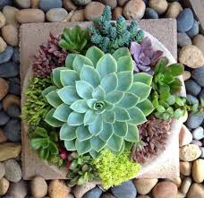 Maybe you would like to learn more about one of these? Caring Tips For A Dish Garden Succulents Planting Succulents Paper Succulents