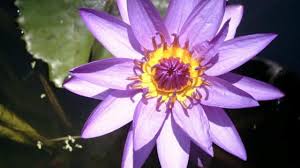 Cosa c'è di più bello che un giardino fiorito giallo, una macchia di colore caldo per il paesaggio. Piante Acquatiche Non Solo Le Ninfee Passione In Verde