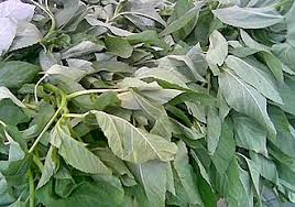 Image result for Corchorus longipedunculatus