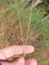 Image result for Digitaria maitlandii