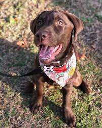 Maybe you would like to learn more about one of these? If You Want A Chocolate Lab This Is What You Need To Know K9 Web