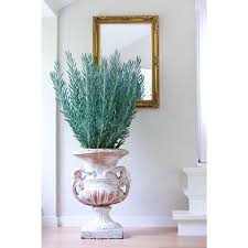 Image result for Senecio propior