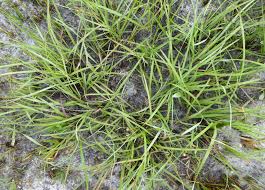 Image result for Dicoma anomala