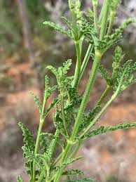 Image result for Salvia stenophylla