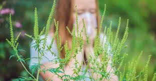 This type of pollen can cause seasonal allergic rhinitis (more commonly known as hay fever), which affects as many as 23 million people in the u.s. Ragweed Allergy Symptoms Treatment And Prevention