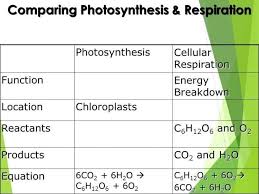Photosynthesis And Cellular Respiration Worksheets Key Cellular Respiration Photosynthesis And Cellular Respiration Photosynthesis