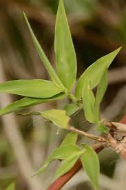 Image result for Olyra latifolia