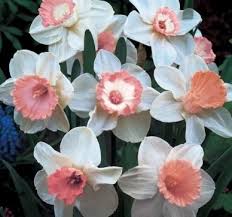Cover bulbs properly with soil so critters aren't attracted to the planting site. I Want Some Of These Pink Daffodils Bulb Flowers Daffodil Bulbs Flowers