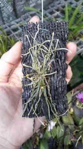 Image result for Taeniophyllum