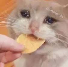 Today my collection crying cat, refers to a series of photoshopped images of cats with teary, glassy eyes to appear as though they are sad.these type cats are so funny and humor. Sad Cat Meme