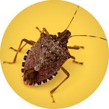 Search for photos of mycosis fungoides. Brown Marmorated Stink Bug Integrated Pest Managment University Of Missouri