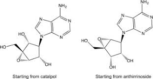 Image result for Tinnea antiscorbutica