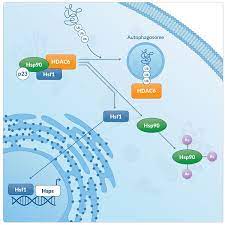 Hdac6 Hsp90 Connection News Announcements Cayman Chemical