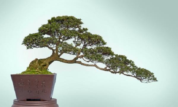 Bonsai, lo stile “Battuto dal vento” | PolliceGreen