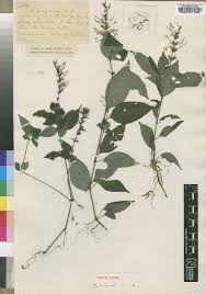 Image result for Brachystephanus