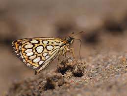 Image result for Heteropterus morpheus