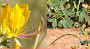 Image result for Cleome maculata