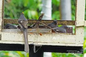 Jenis burung di malaysia dan nama saintifik type of birds in malaysia and scientific name part 1 youtube. Burung Liar Di Dataran Tinggi Malaysia Ini Tak Takut Manusia