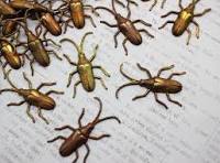 Estampados de escarabajo de cuernos largos de latón oxidado