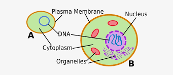 Check spelling or type a new query. Cell Prokaryotic And Eukaryotic Cells Simple Transparent Png 585x291 Free Download On Nicepng