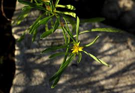 Image result for Geigeria africana