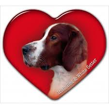 Image result for irský červenobílý setr